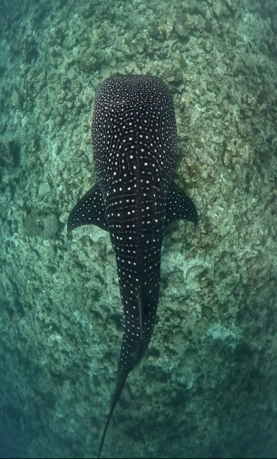 Whale Shark